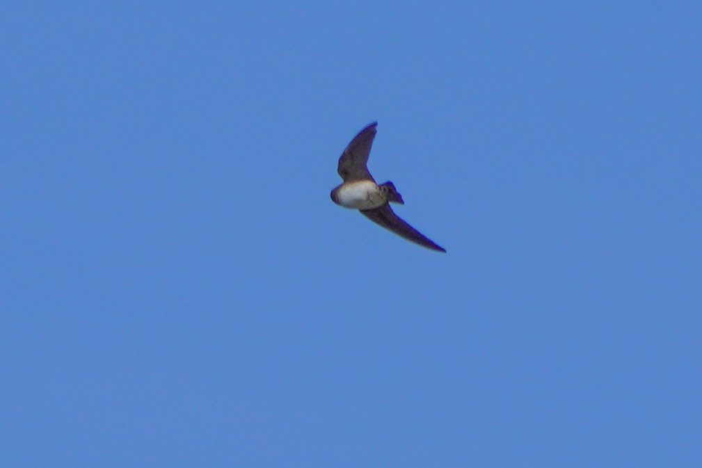 Cliff Swallow - ML642033410