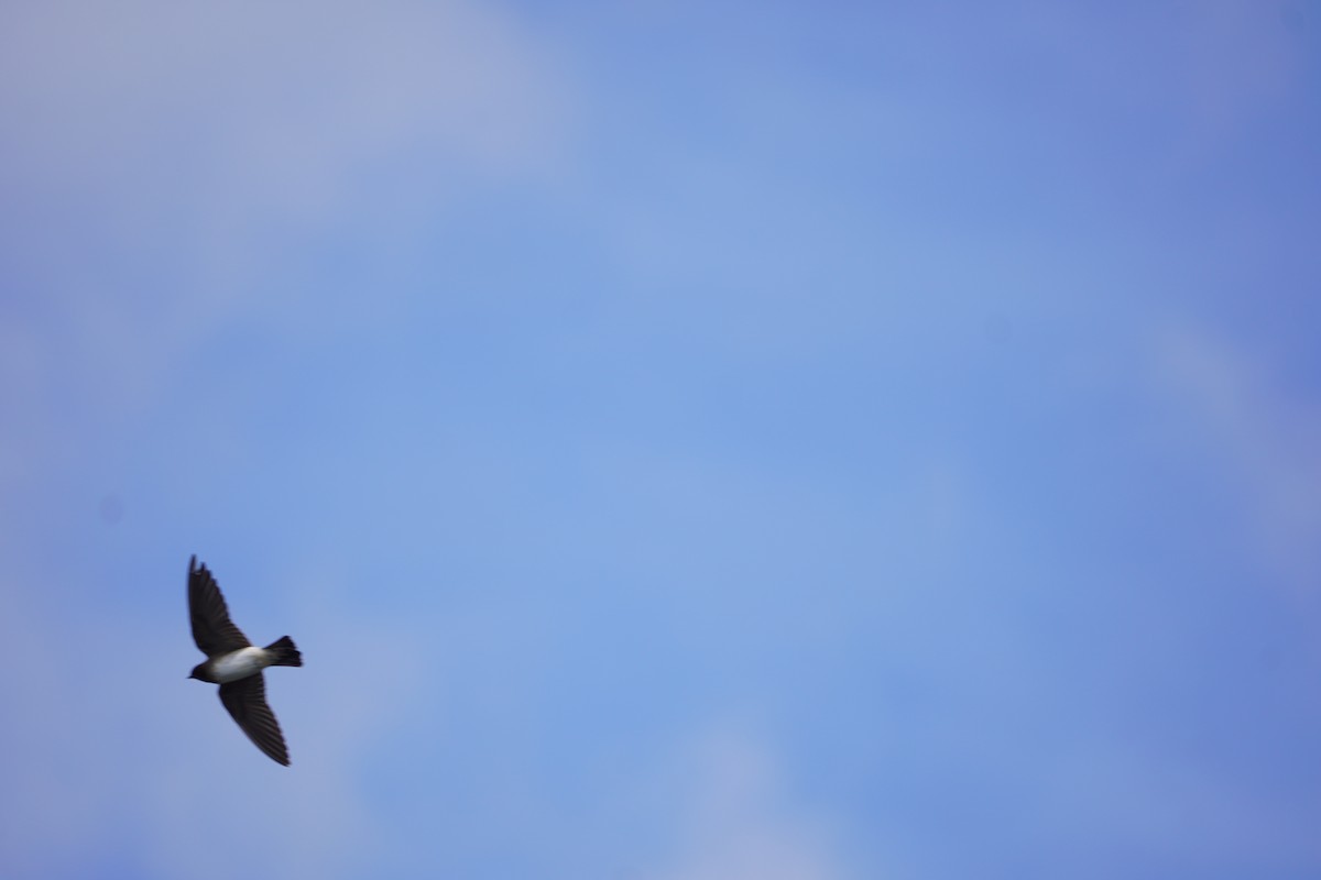 Cliff Swallow - ML642033411