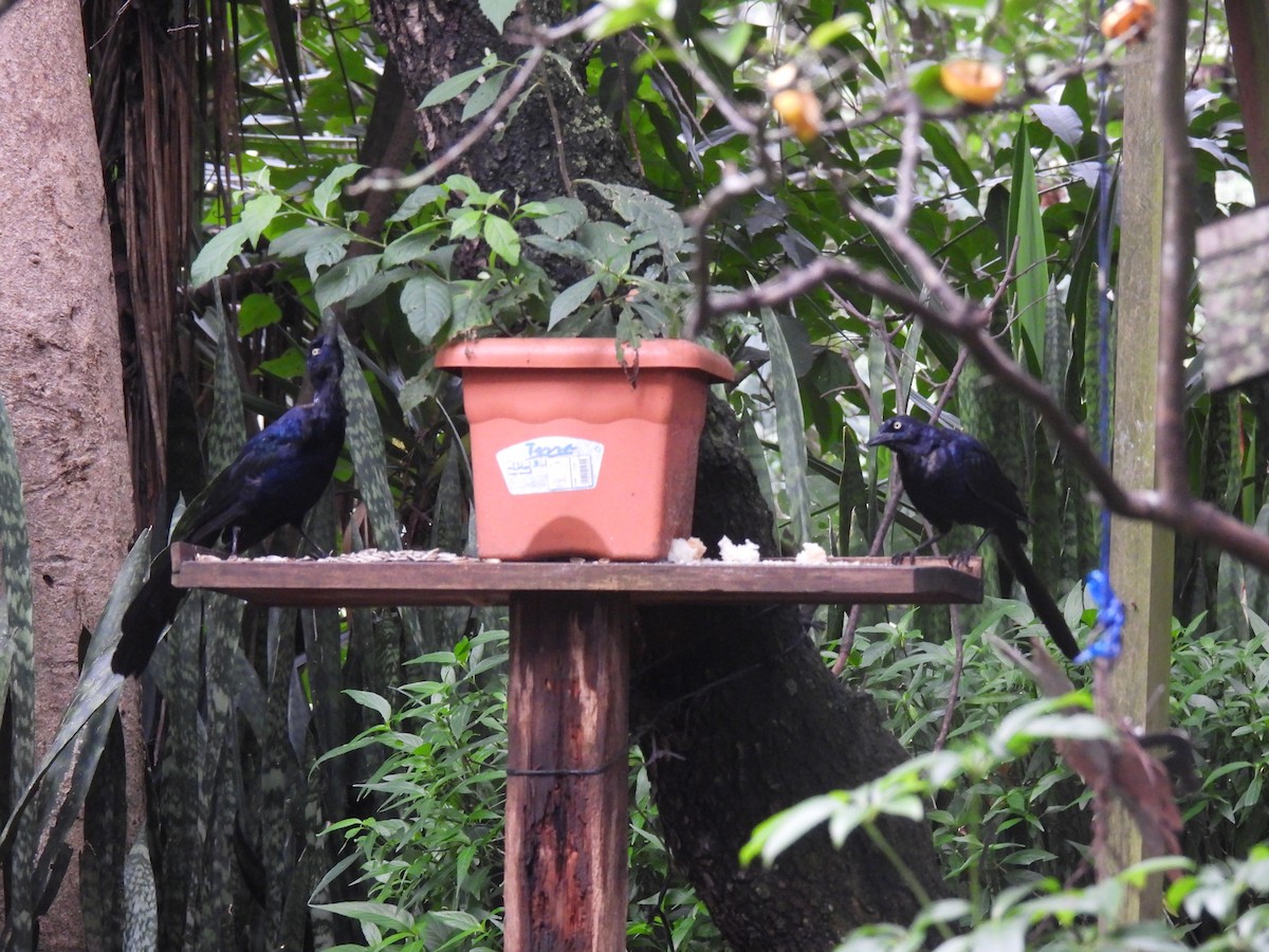 Great-tailed Grackle - ML642033413