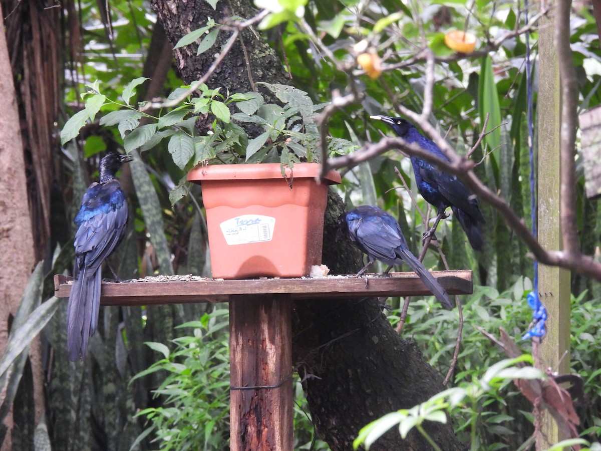 Great-tailed Grackle - ML642033414
