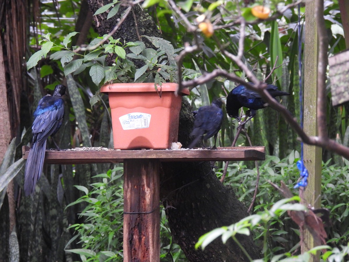 Great-tailed Grackle - ML642033415