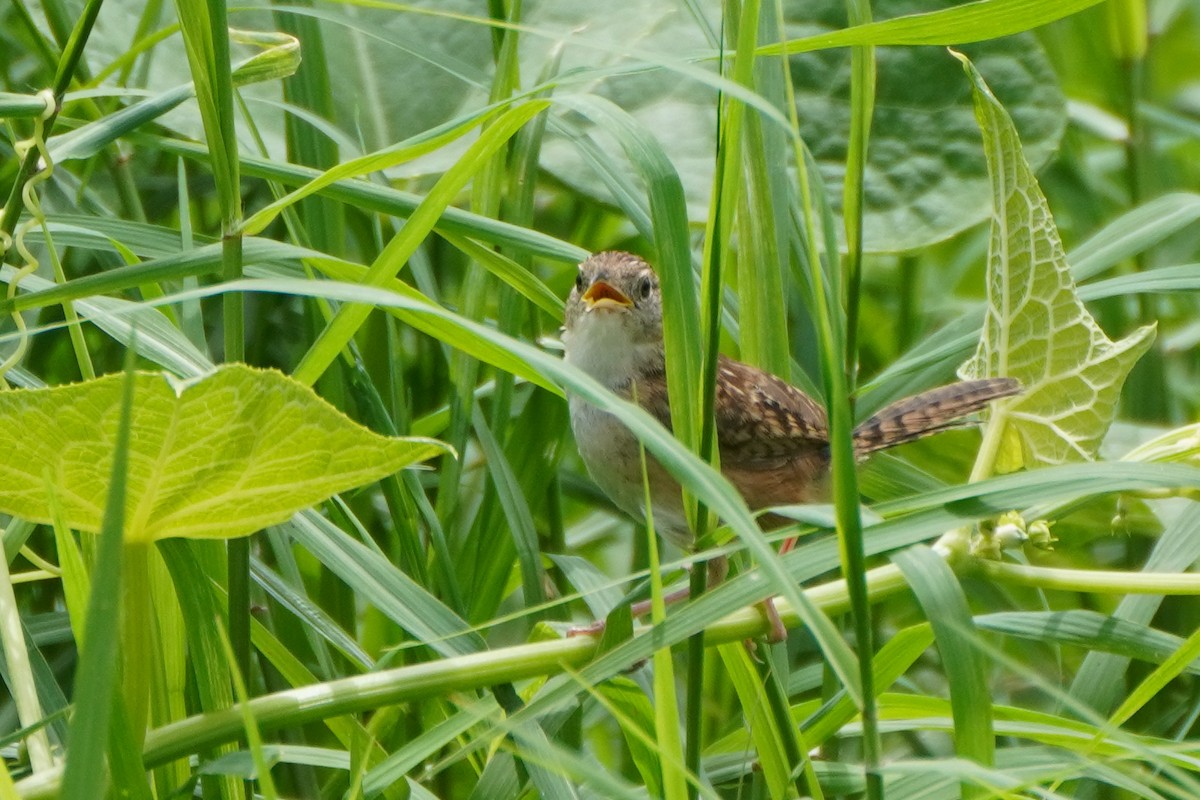 Grass Wren - ML642033425