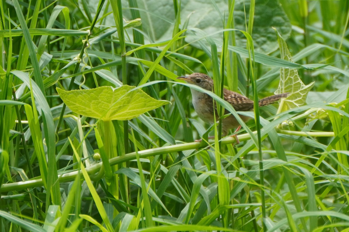 Grass Wren - ML642033427