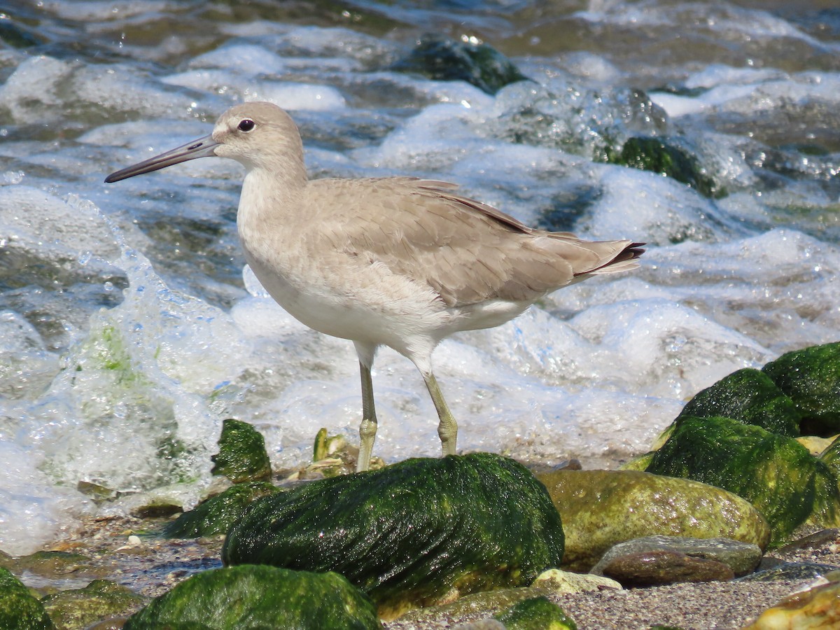 Willet - ML642033468