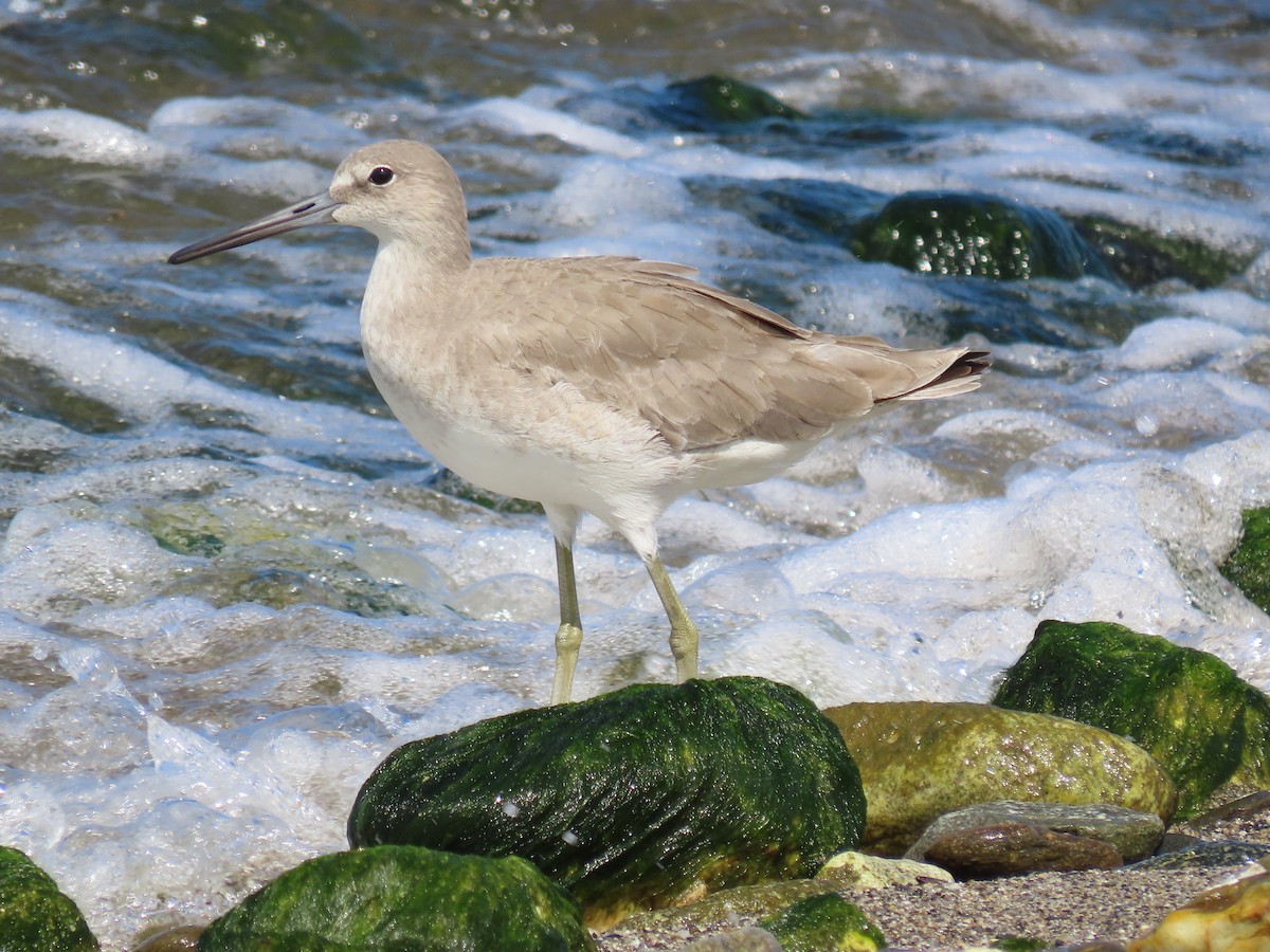 Willet - ML642033469