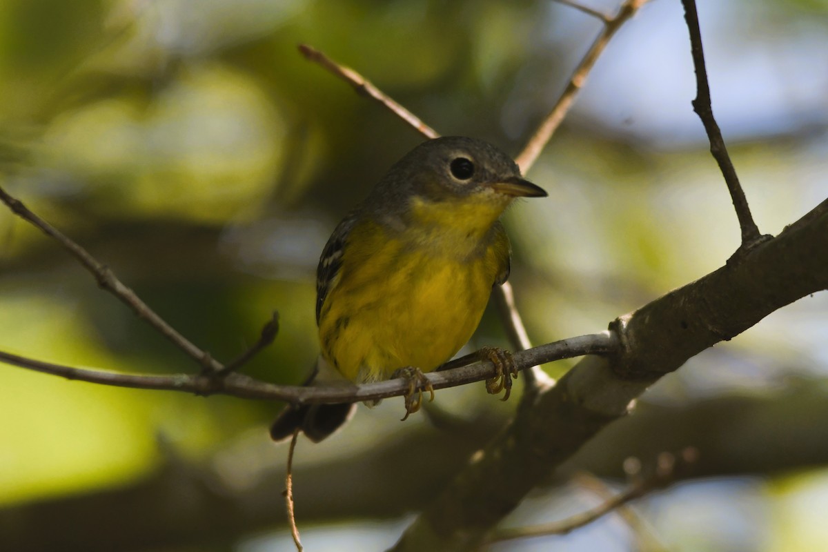Magnolia Warbler - ML642033471