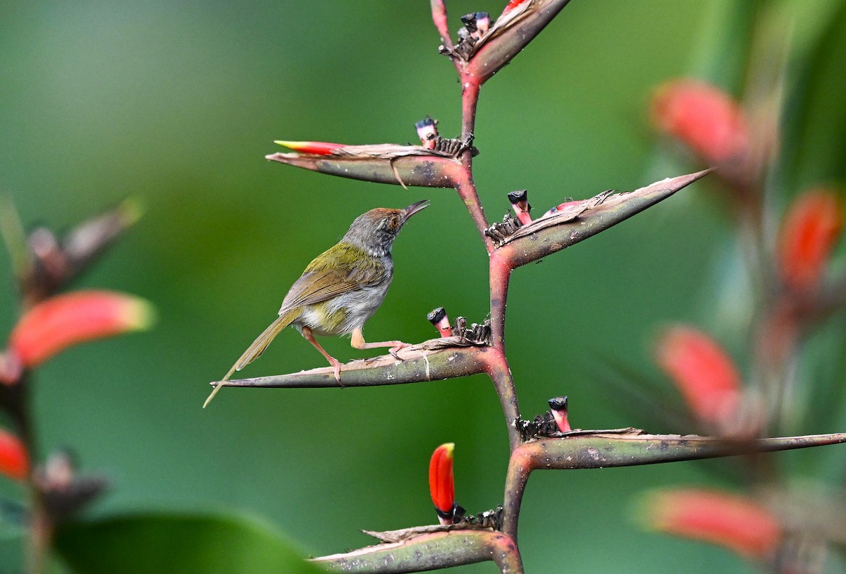 Common Tailorbird - ML642033483