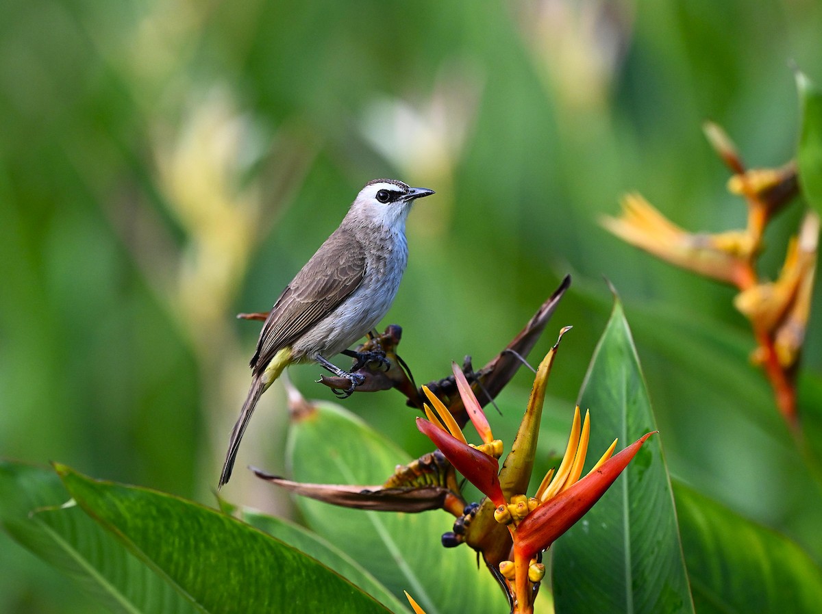 Yellow-vented Bulbul - ML642033506