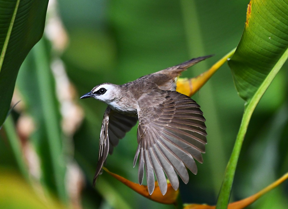 Yellow-vented Bulbul - ML642033507