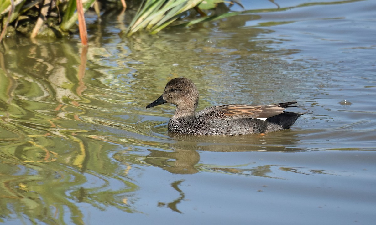 Canard chipeau - ML642033525