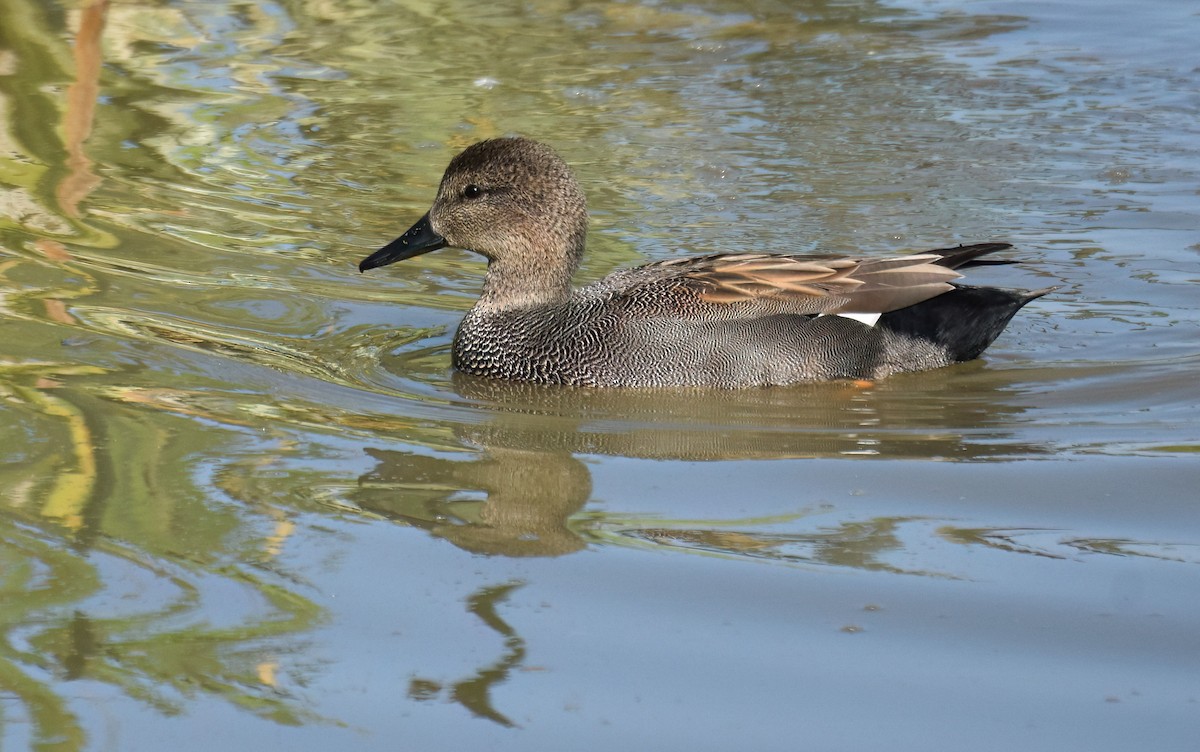 Canard chipeau - ML642033527