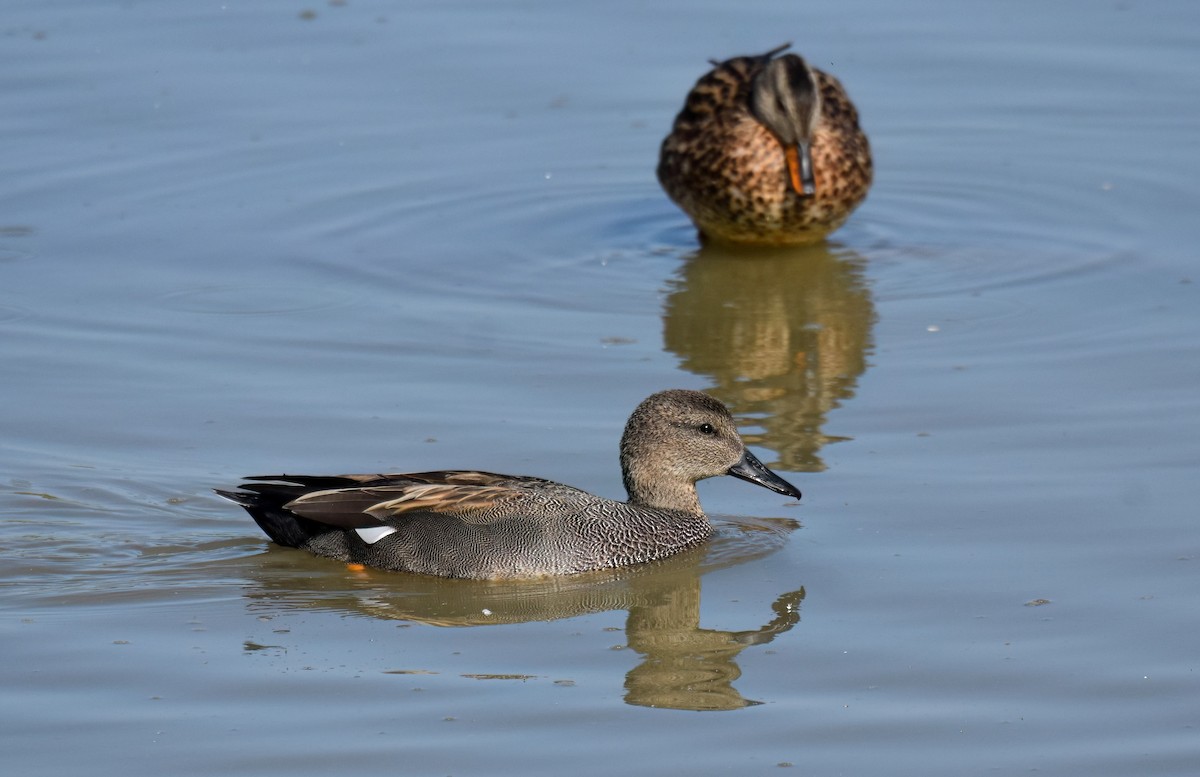 Canard chipeau - ML642033528
