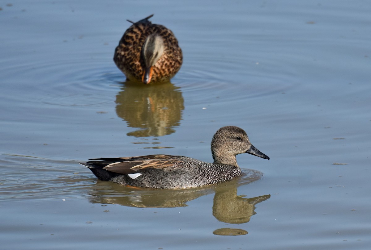Canard chipeau - ML642033529