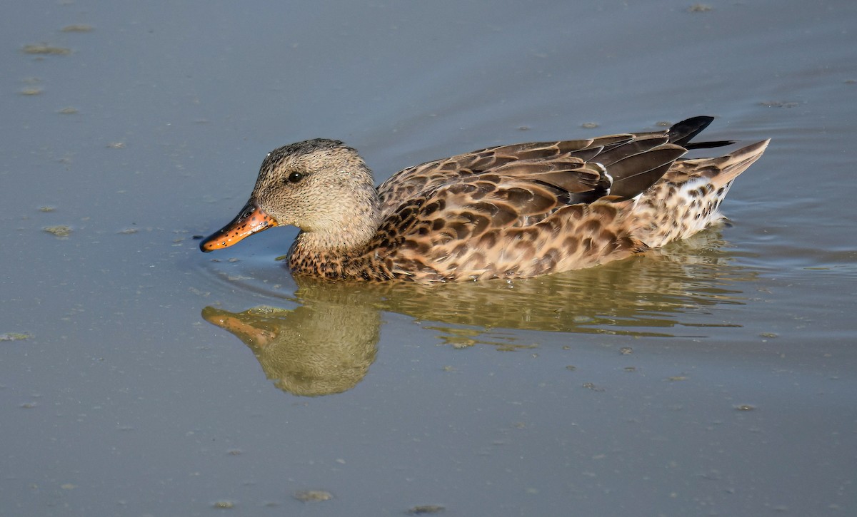 Canard chipeau - ML642033530