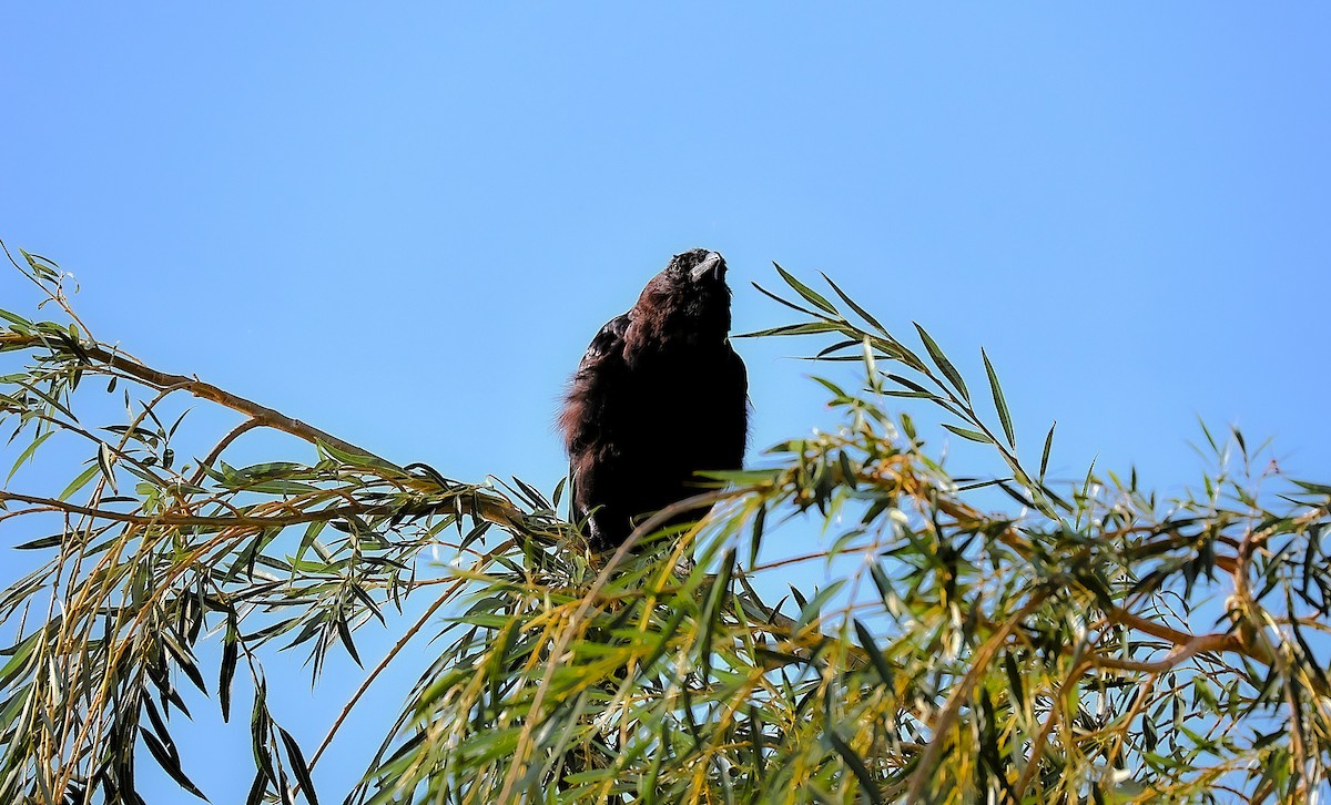 American Crow - ML642033534