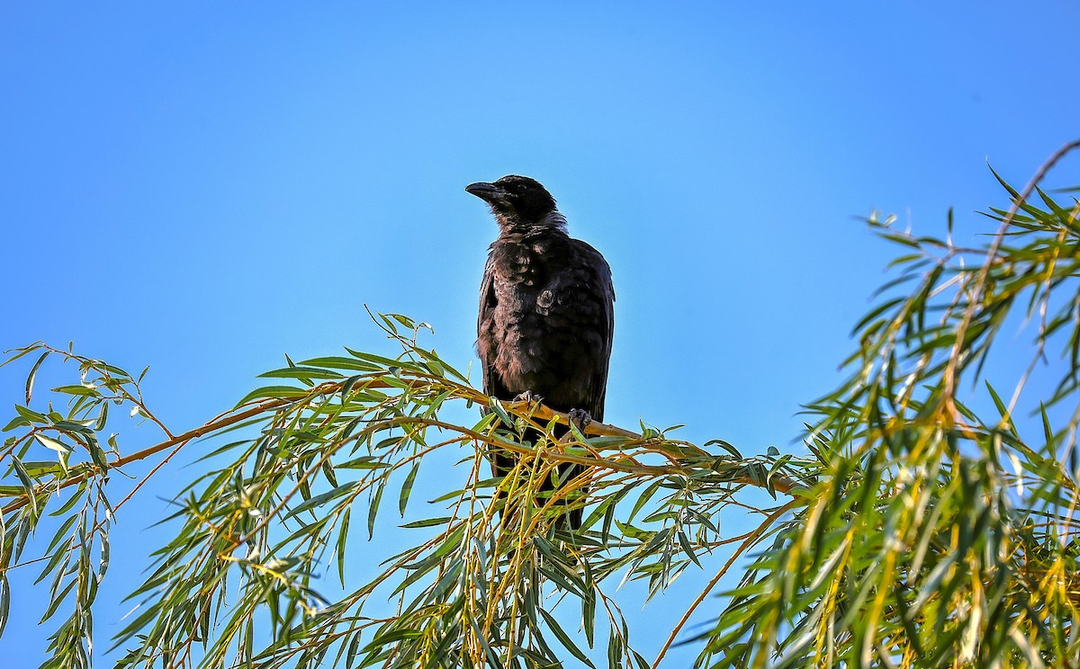 American Crow - ML642033535