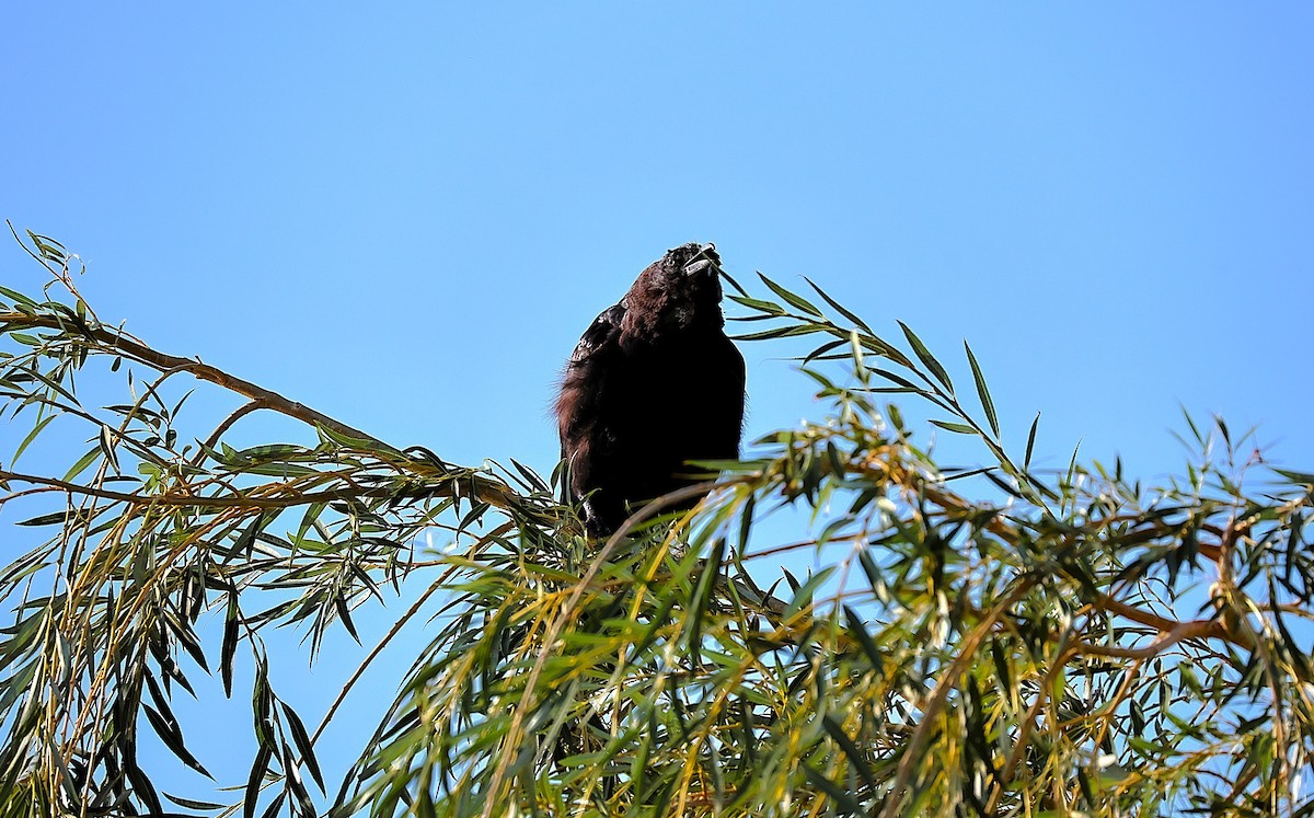 American Crow - ML642033536