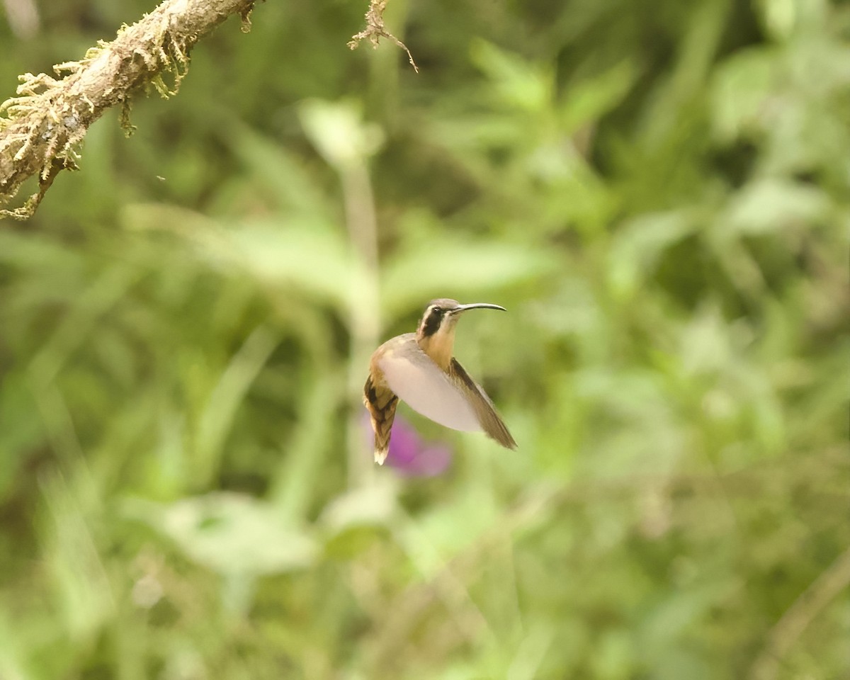 White-browed Hermit - ML642033540