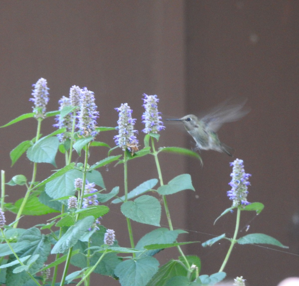 Anna's Hummingbird - ML642033551