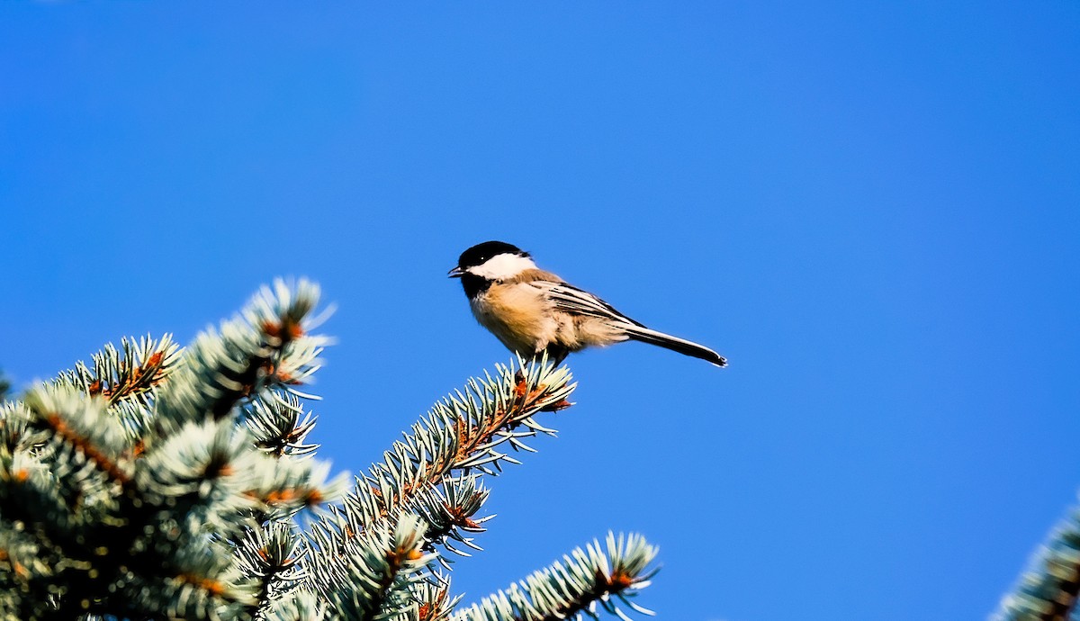 Black-capped Chickadee - ML642033552