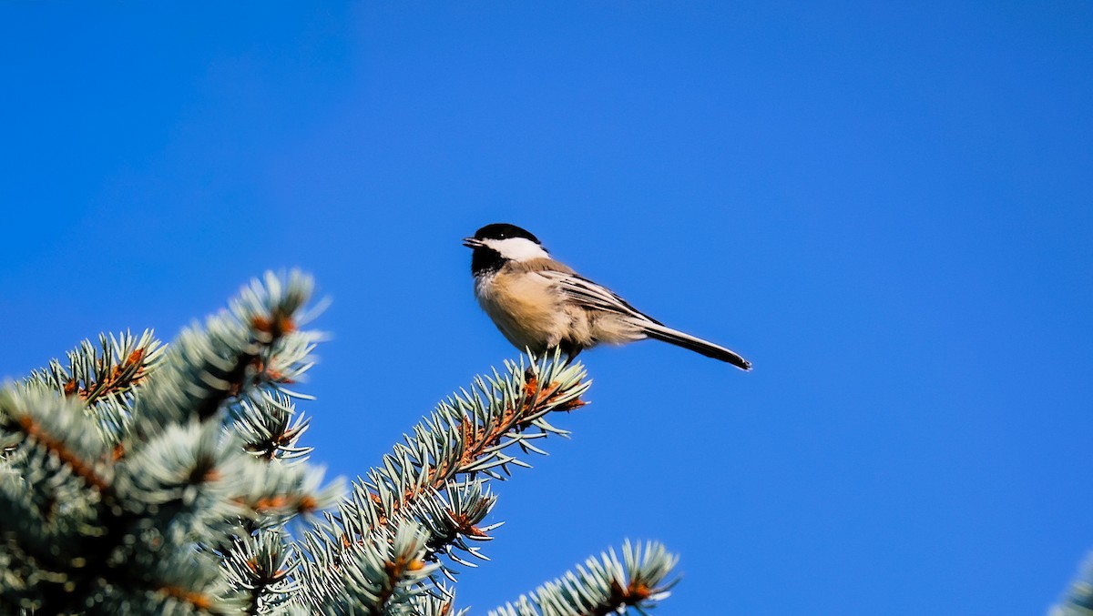 Black-capped Chickadee - ML642033553