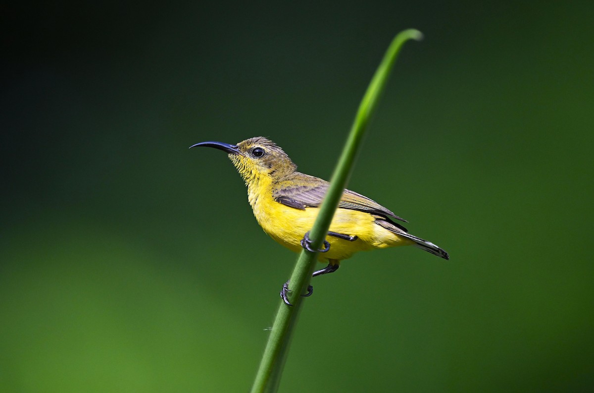 Ornate Sunbird - ML642033560