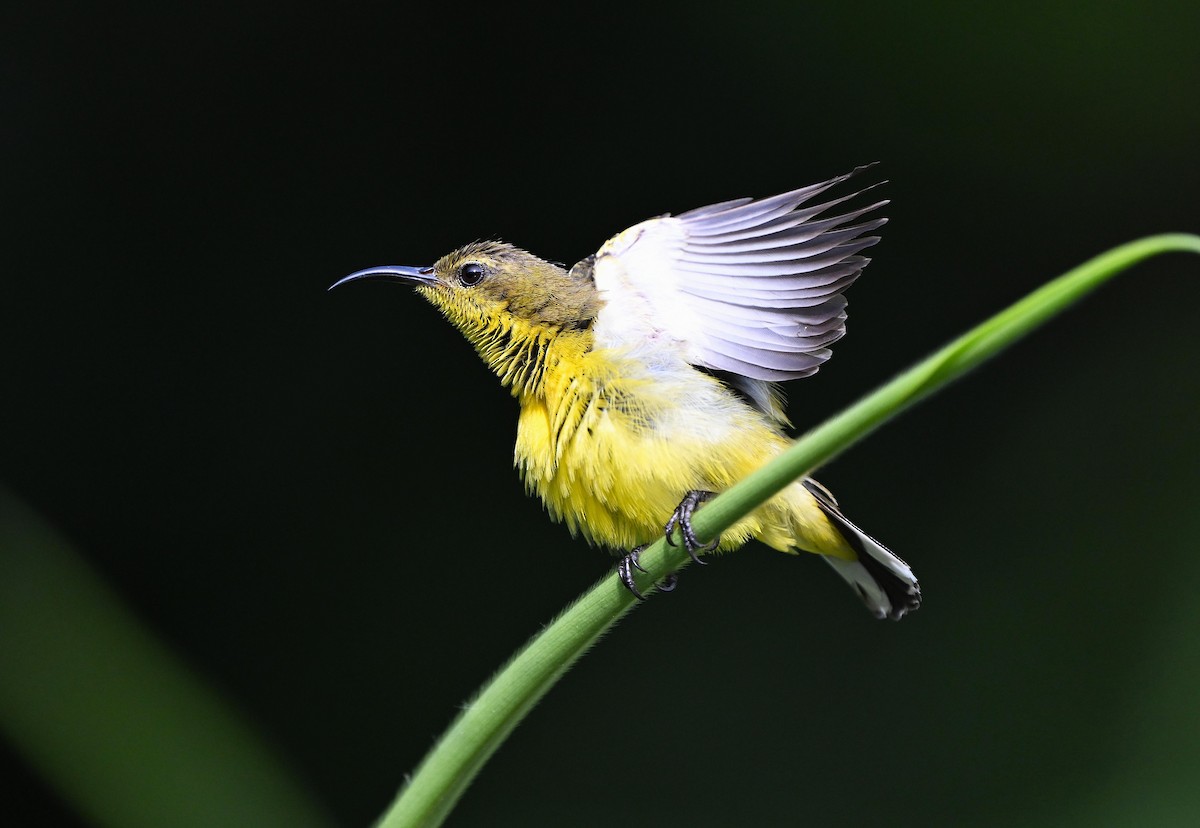 Ornate Sunbird - ML642033561