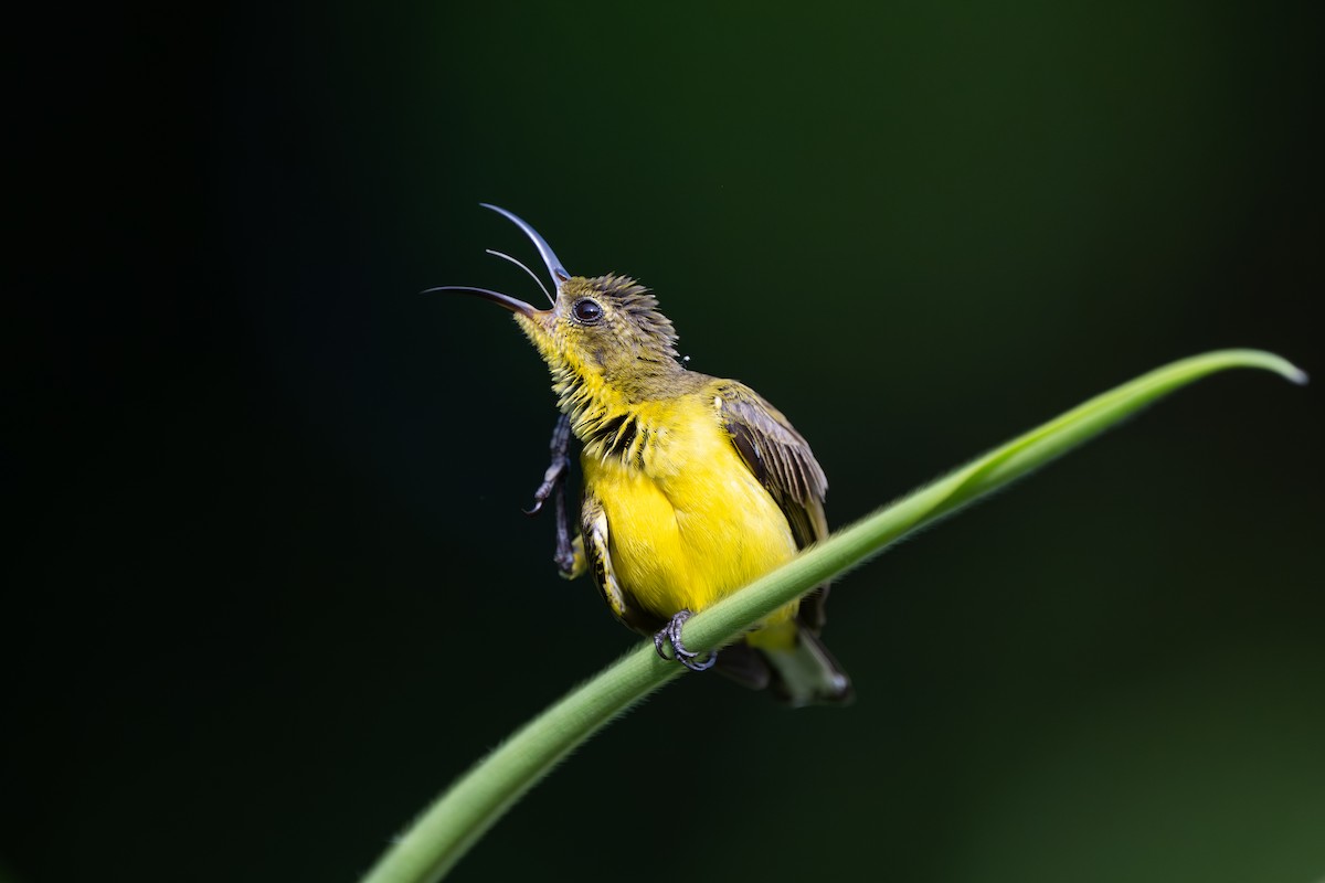 Ornate Sunbird - ML642033562