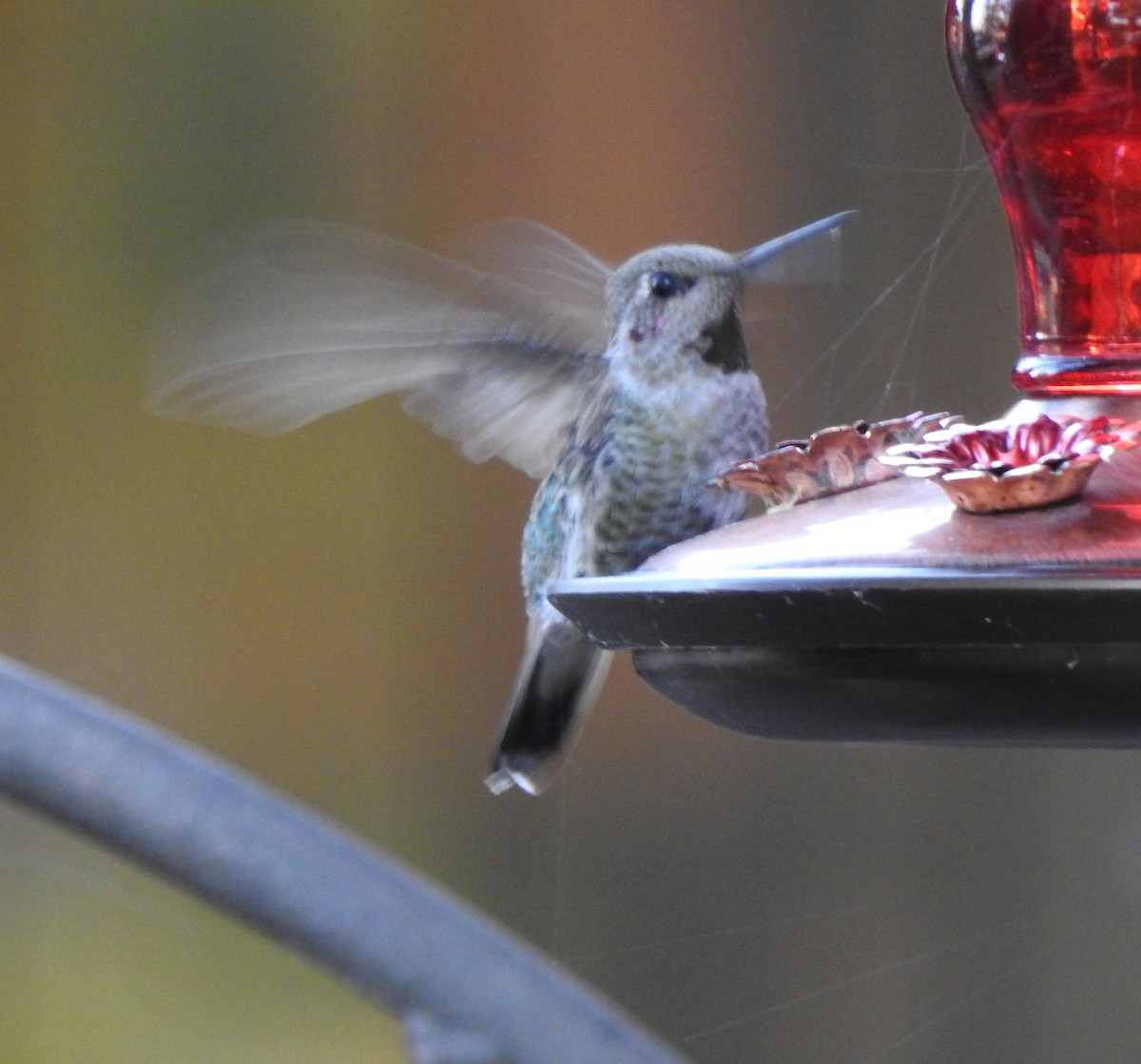 Anna's Hummingbird - ML642033578