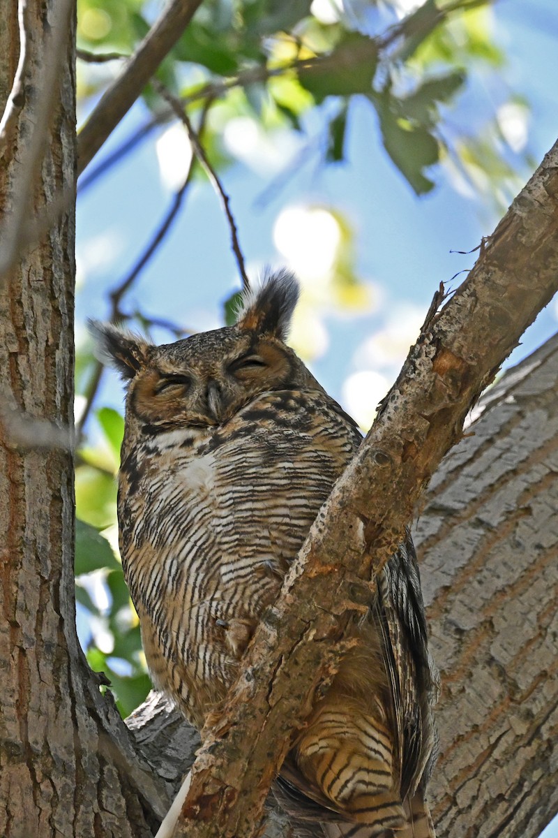 Great Horned Owl - ML642033605