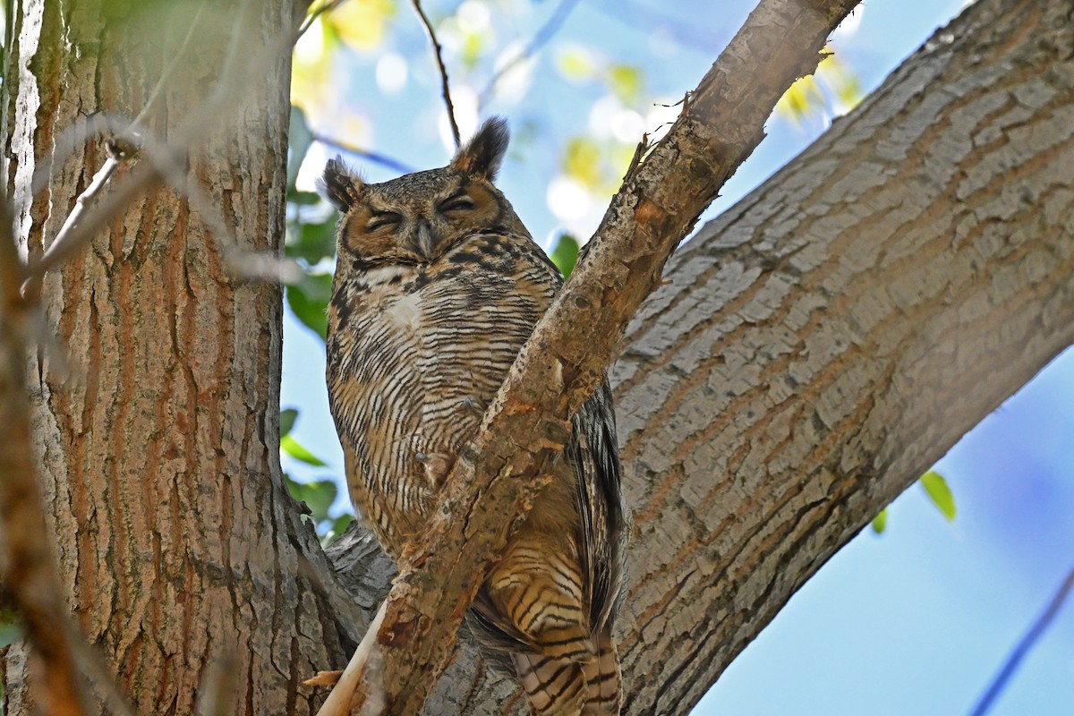Great Horned Owl - ML642033606