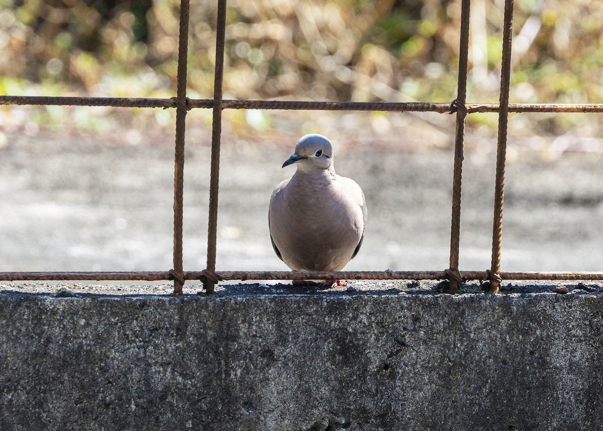 Eared Dove - ML642033607