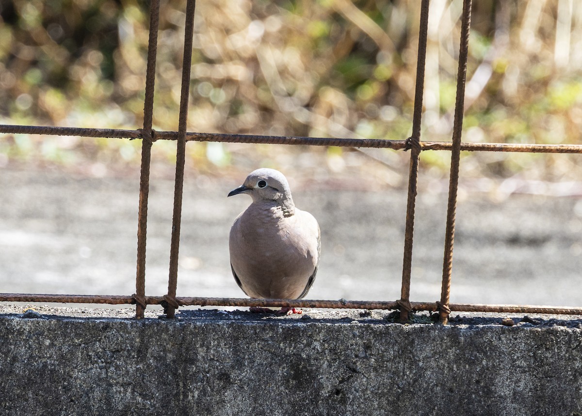 Eared Dove - ML642033608