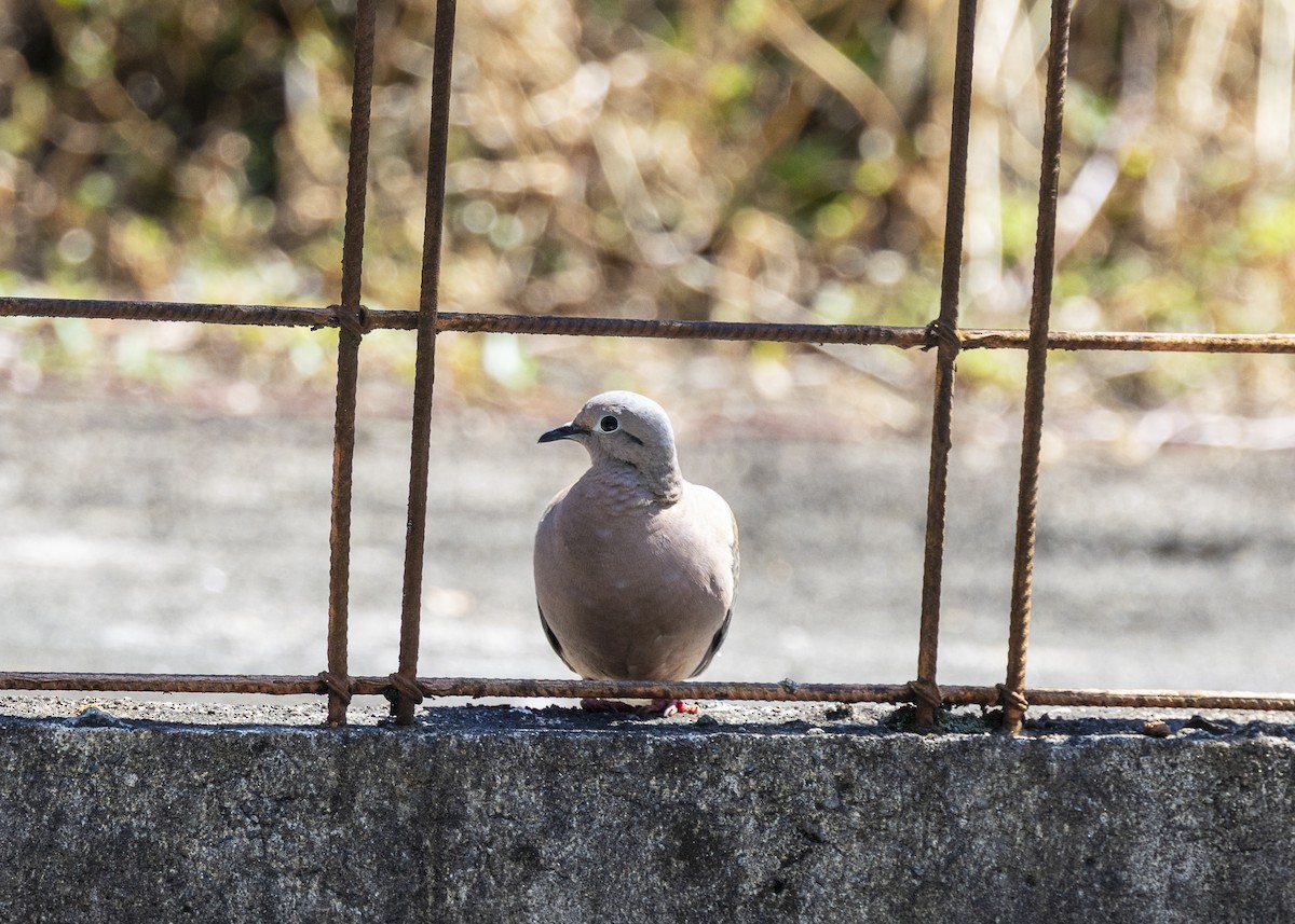Eared Dove - ML642033609