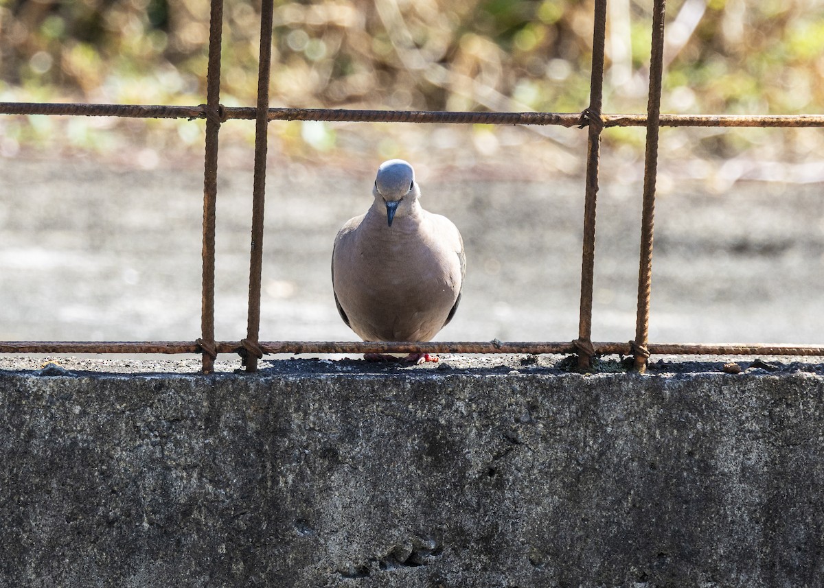Eared Dove - ML642033610