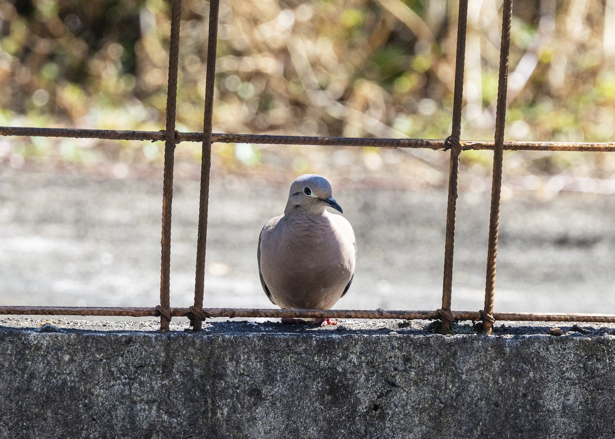 Eared Dove - ML642033611