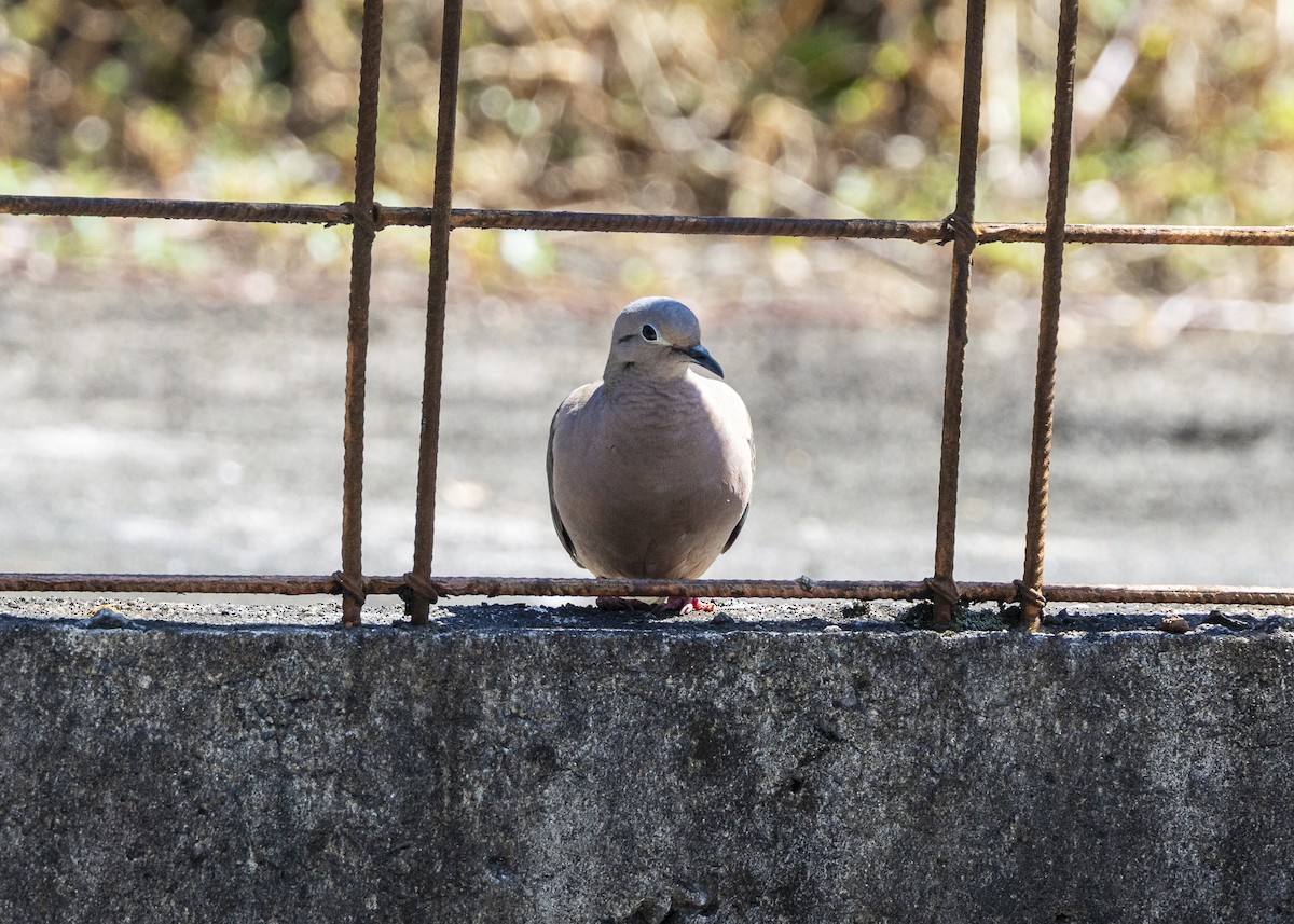 Eared Dove - ML642033612