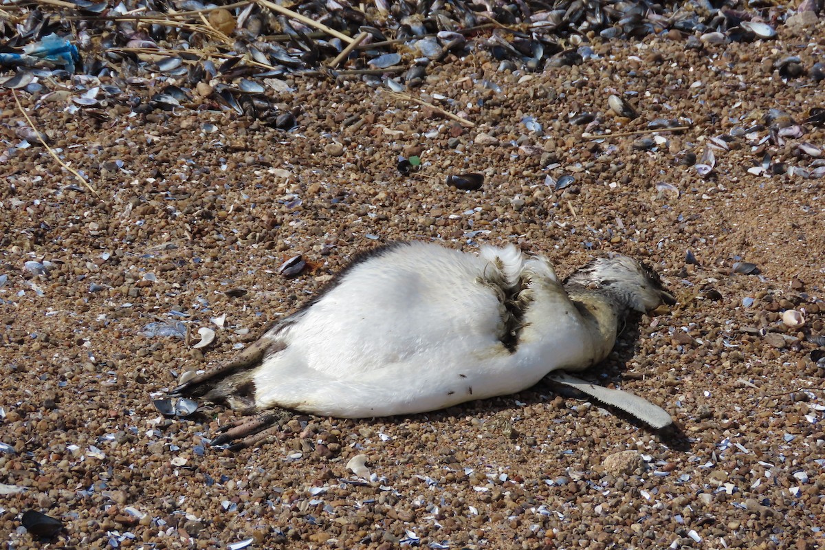 Magellanpinguin - ML642033616