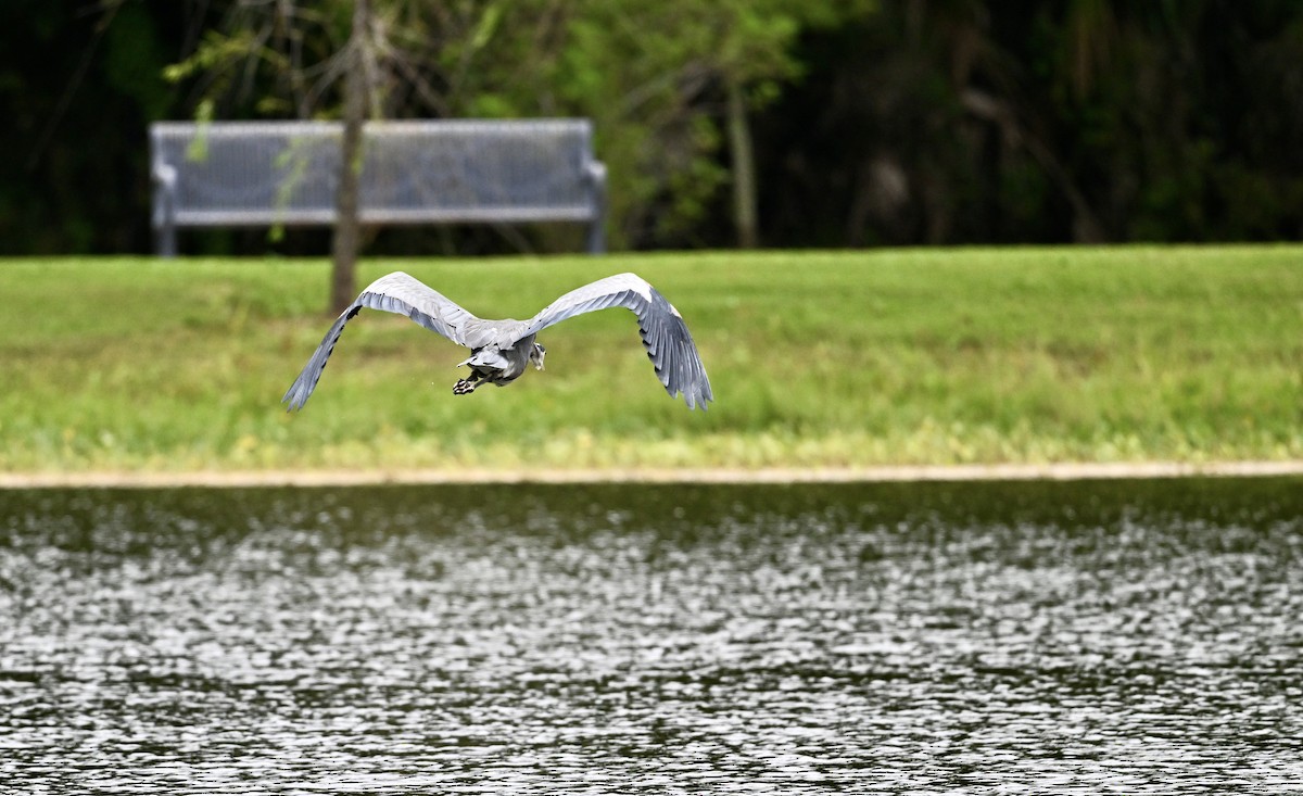 Great Blue Heron - ML642033634