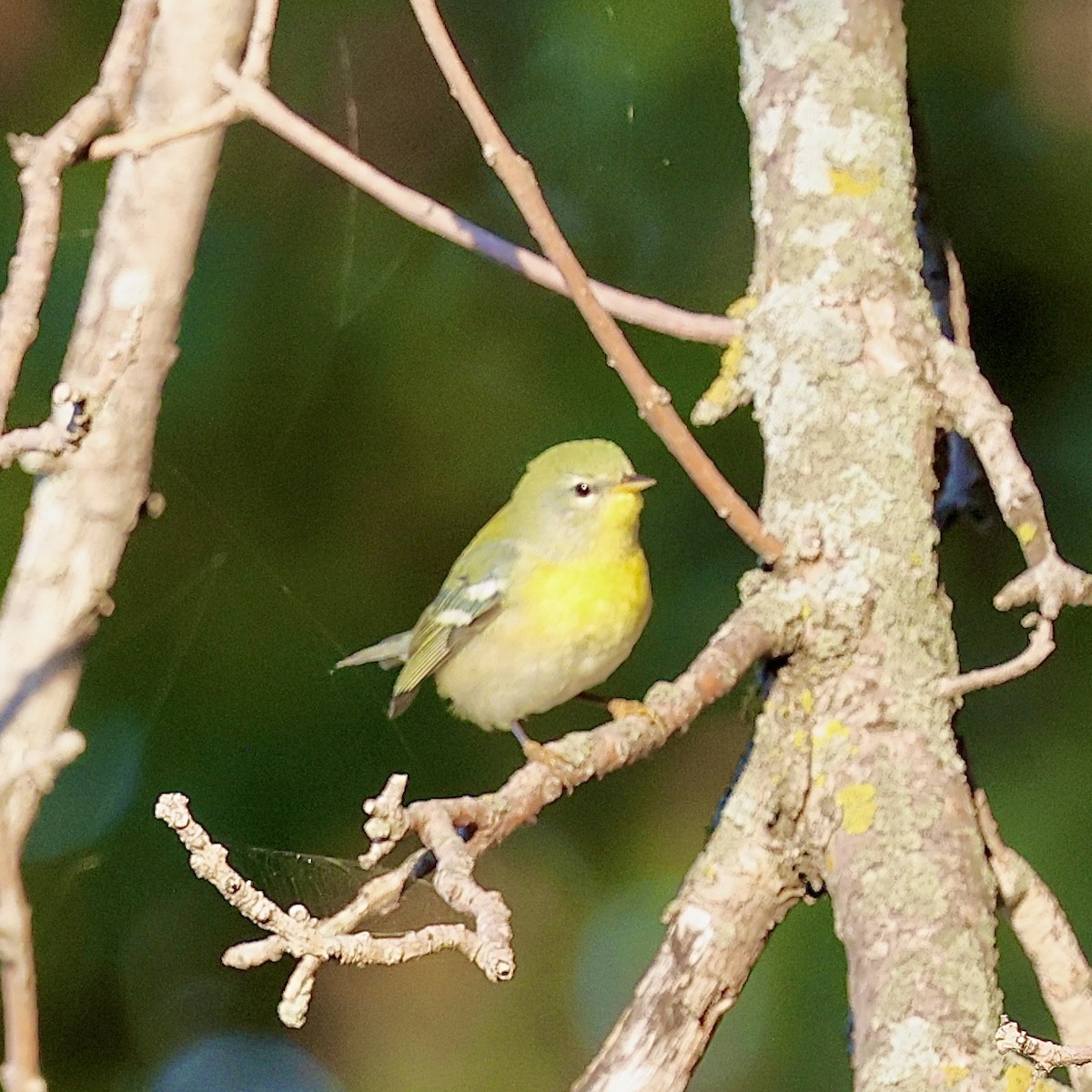 Northern Parula - ML642033650