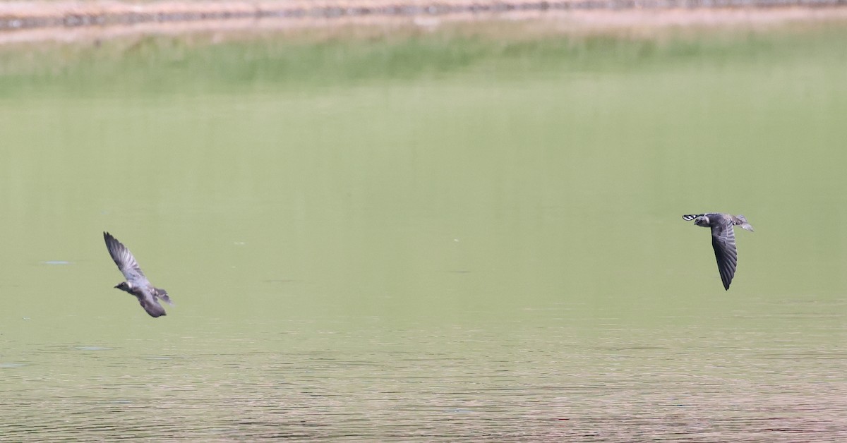 Purple Martin - ML642033682