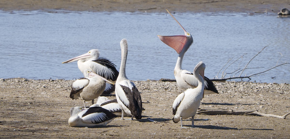 Australian Pelican - ML642033698