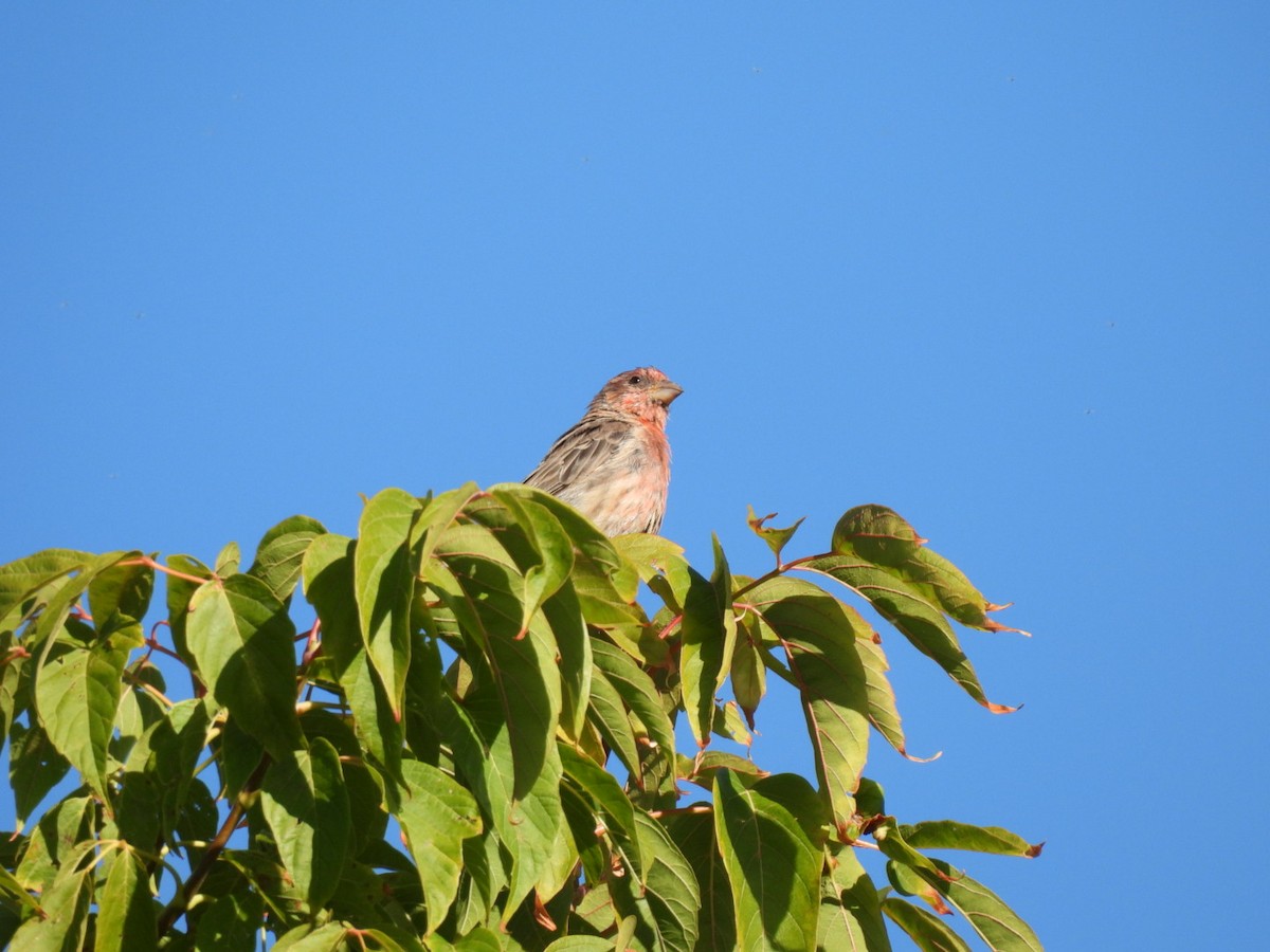 House Finch - ML642033714