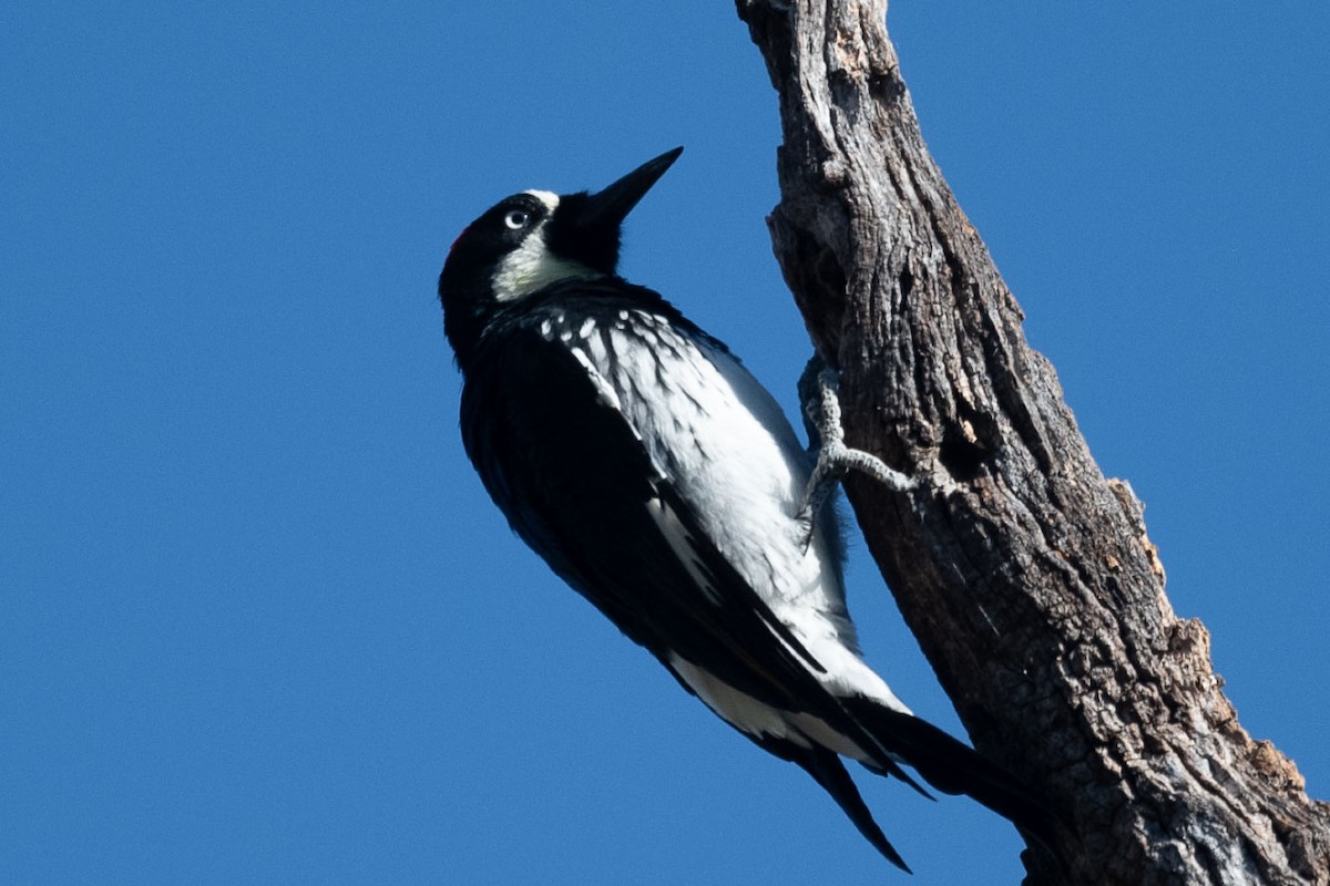 Acorn Woodpecker - ML642033715