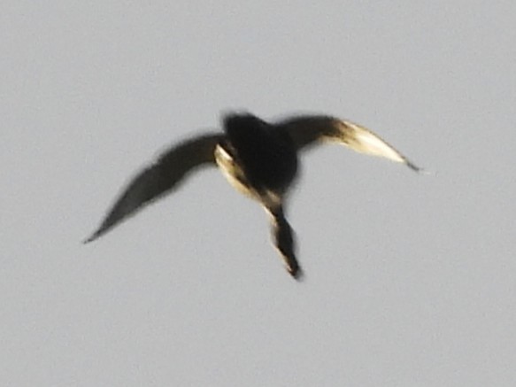 Mallard - ML642033718