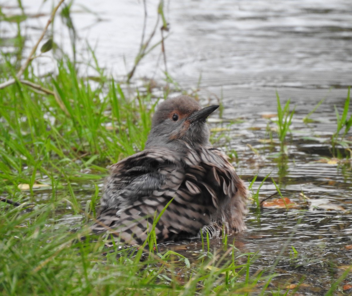 Northern Flicker - ML642033721
