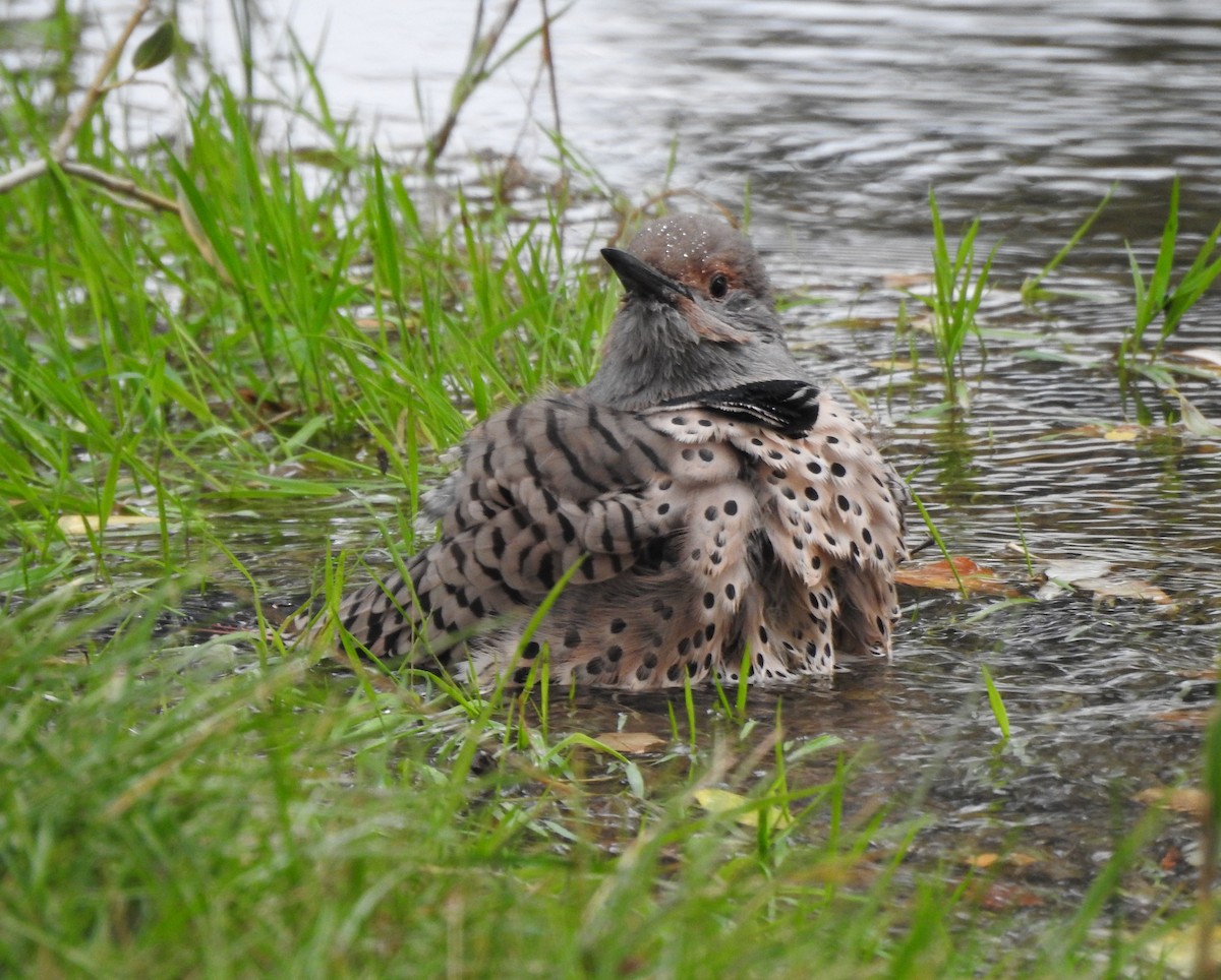 Northern Flicker - ML642033722