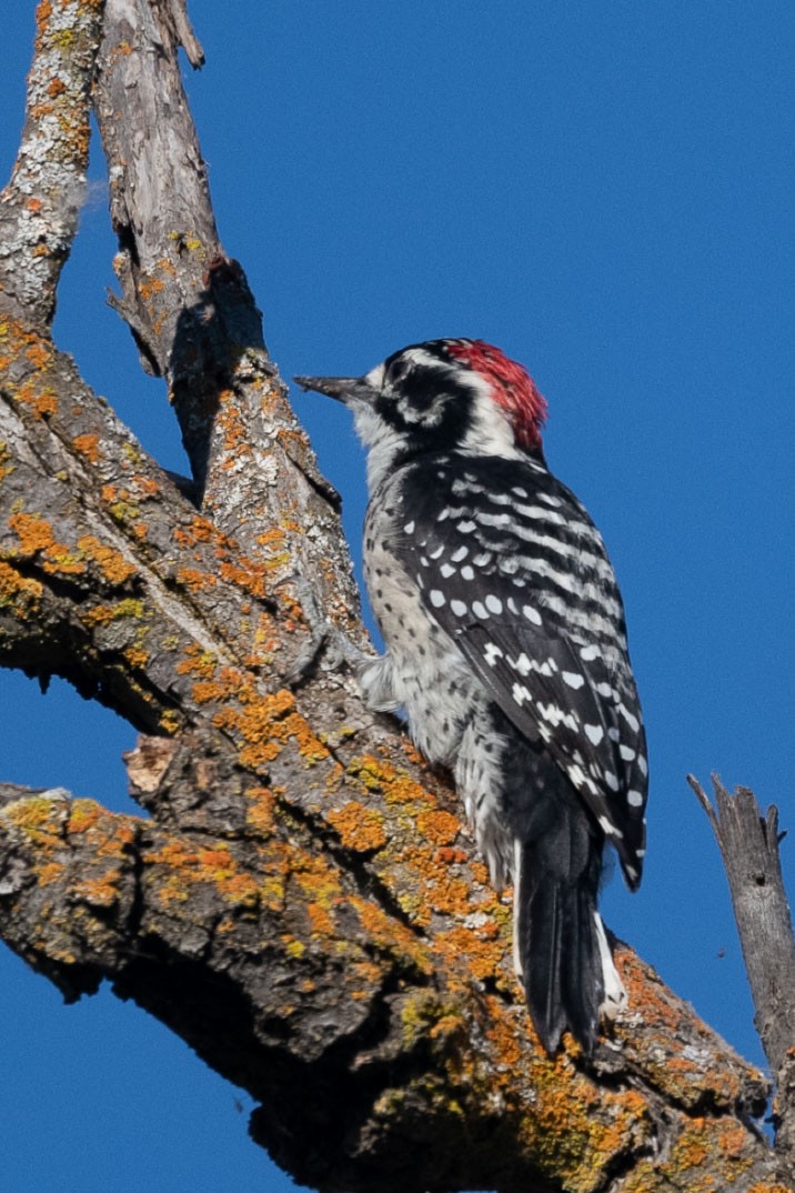 Nuttall's Woodpecker - ML642033729
