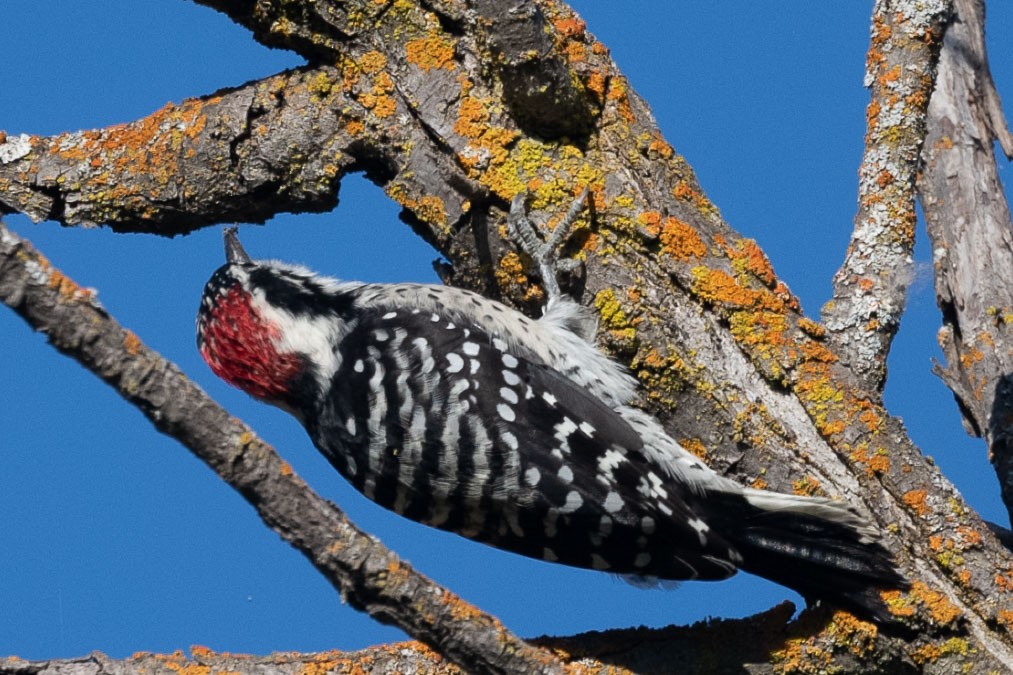 Nuttall's Woodpecker - ML642033730
