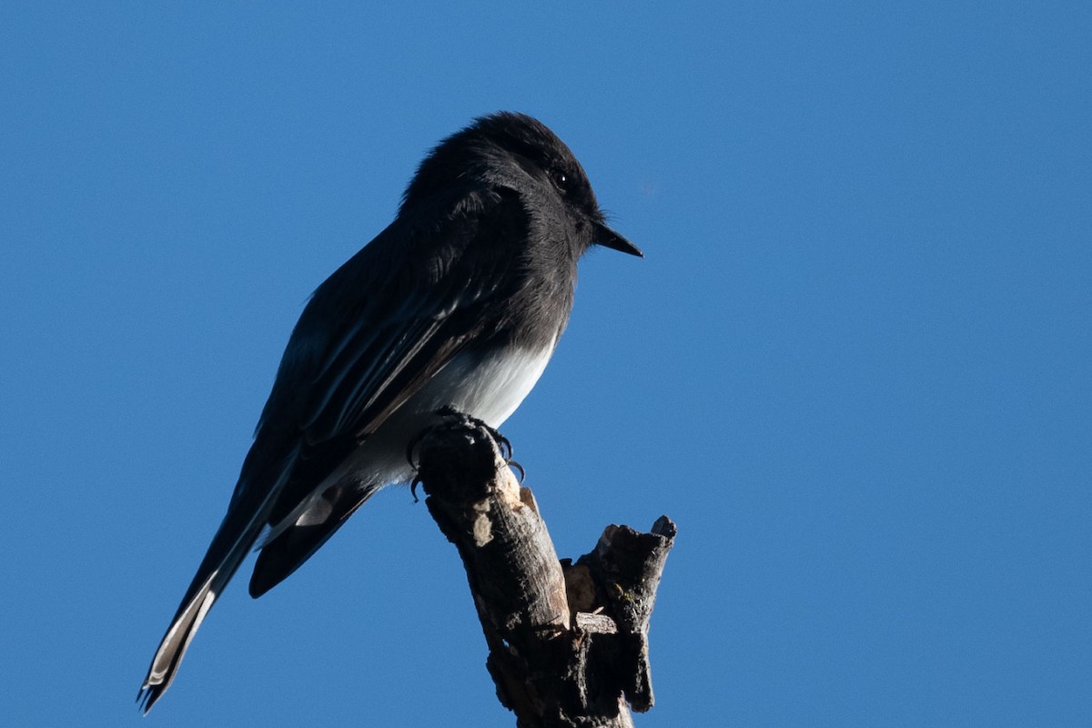 Black Phoebe - ML642033736
